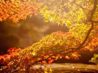 美丽的秋分节气风景壁纸