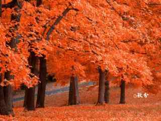 秋分节气之唯美落叶风景壁纸