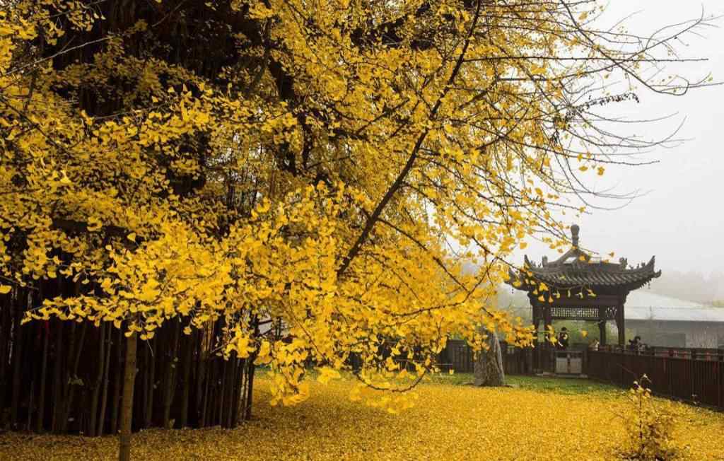 唯美的黄色秋日风景桌面壁纸