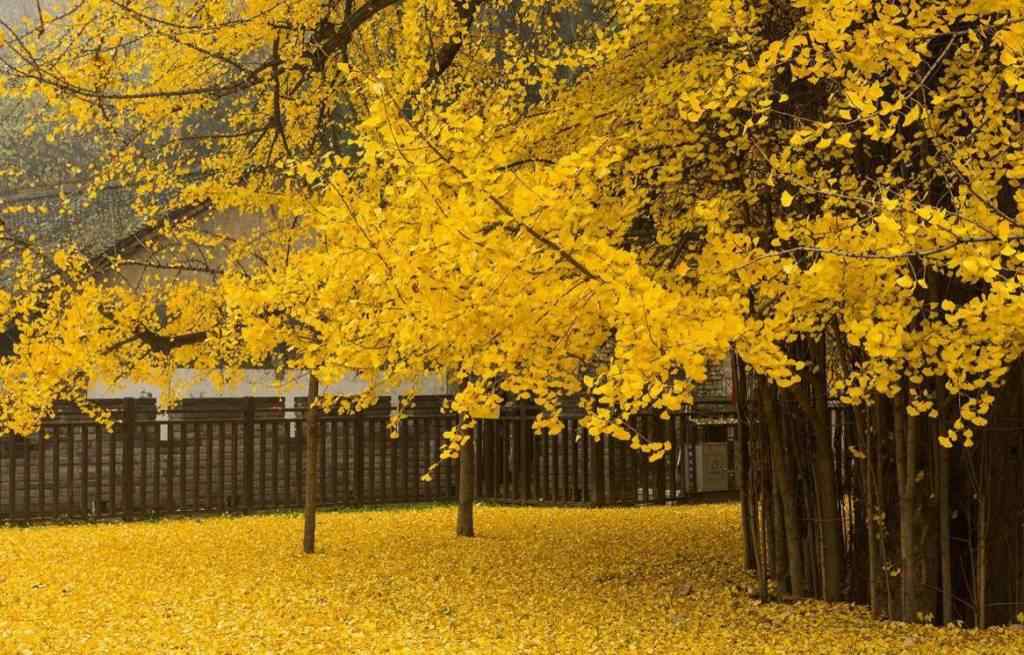 秋日黄色树叶唯美桌面壁纸