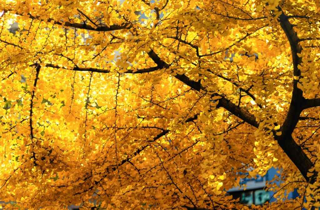 唯美的秋日黄色枫叶图片壁纸