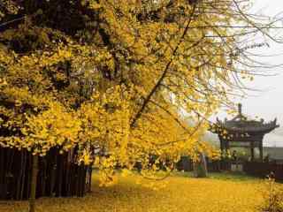 唯美的黄色秋日风景桌面壁纸