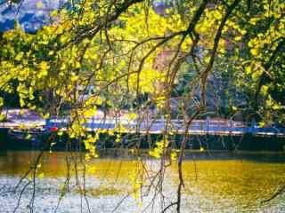 秋日中唯美的黄色树叶图片壁纸