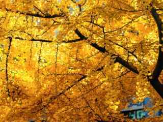 唯美的秋日黄色枫叶图片壁纸