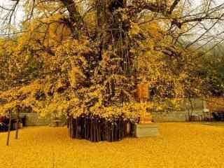 美丽的秋日黄色树叶桌面壁纸