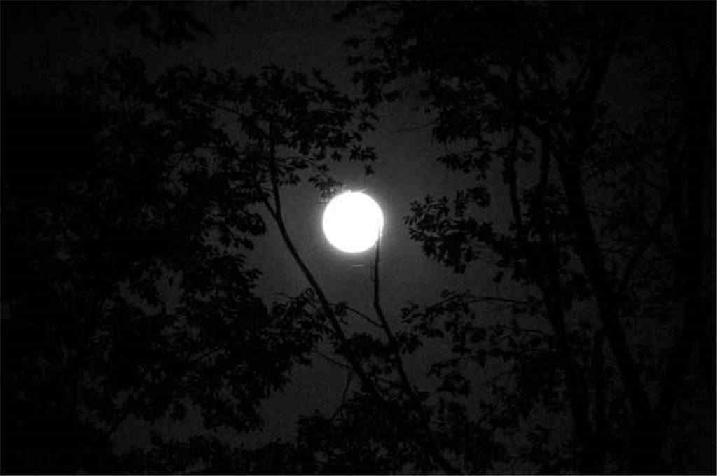 中秋节之美丽的月亮图片壁纸
