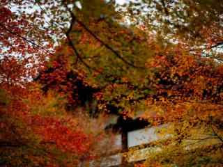 唯美的秋日风景桌面壁纸