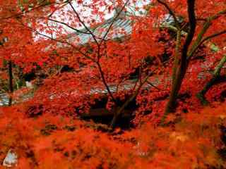 唯美的秋日风景图片壁纸