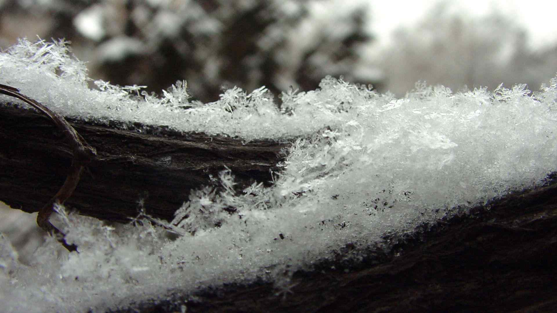 冬季飘落在枯木上的雪花高清桌面壁纸