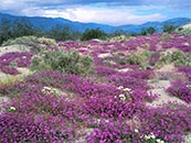 紫色花海高清自然风景壁纸