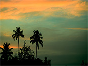 椰子树与天空自然
