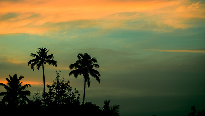 椰子树与天空自然风景高清壁纸