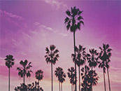 海边椰子树紫色天