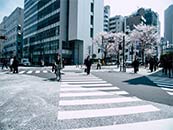 日本樱花盛开的街