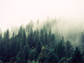 清晨浓雾中的森林