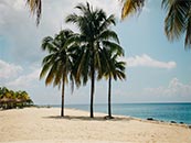 海边沙滩上的椰子树超清唯美壁纸图片