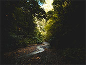 树林中蜿蜒前进的小溪超清唯美壁纸图片
