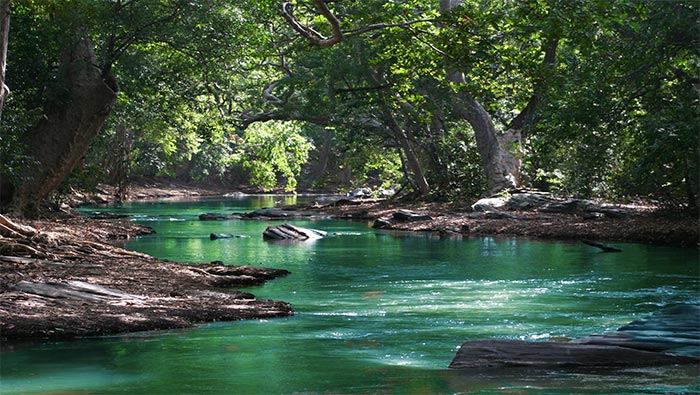 森林中的绿色小河流超清桌面壁纸图片