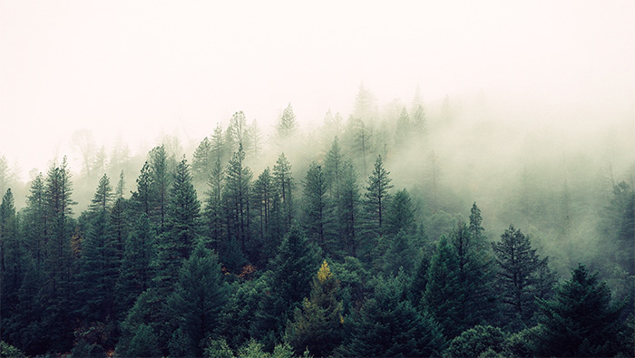 清晨浓雾中的森林超清唯美壁纸图片
