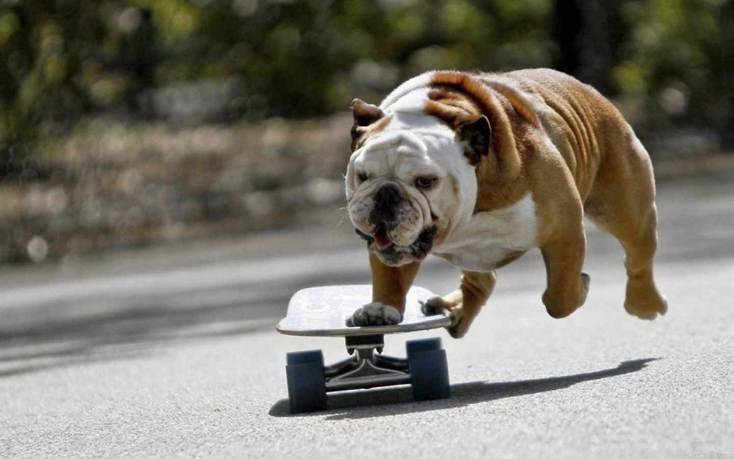滑板可爱狗狗高清图片桌面壁纸