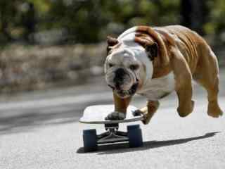 滑板可愛狗狗高清