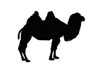 创意骆驼像素图片