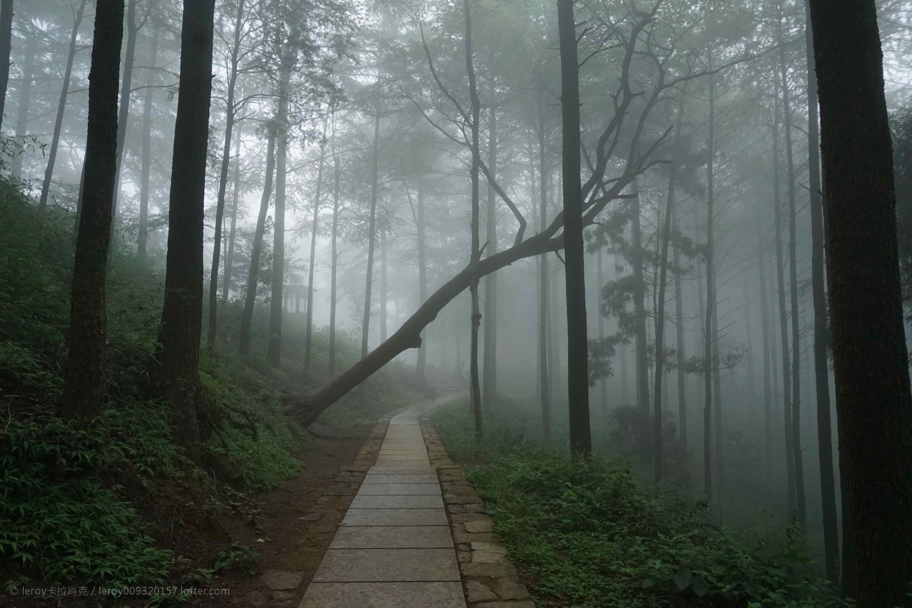 云雾缭绕的莫干山树林桌面壁纸