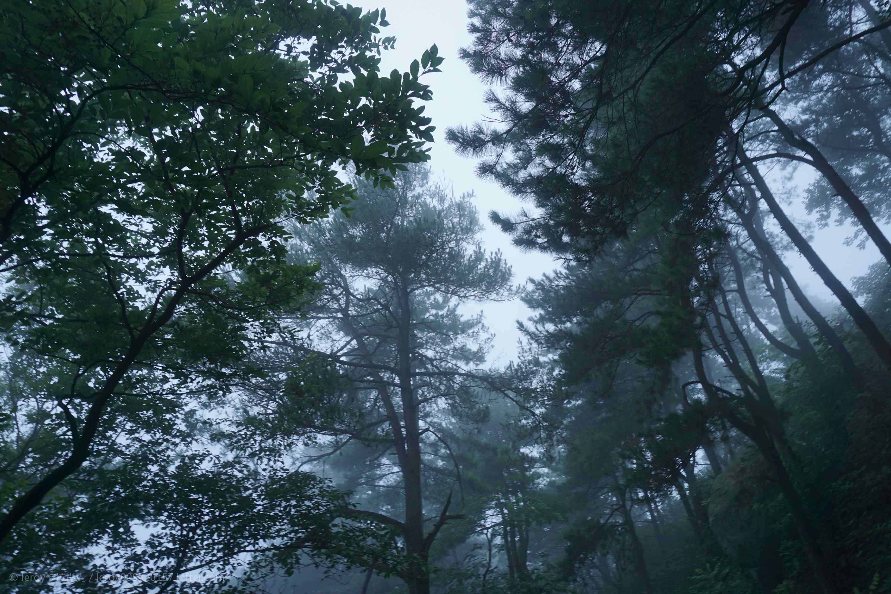 云雾缭绕的莫干山树林桌面壁纸