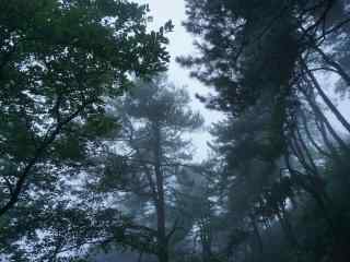 云霧繚繞的莫干山
