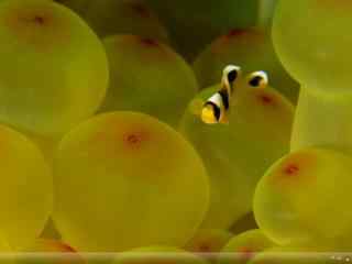 黄色小鱼畅游在珊瑚中win7桌面主题