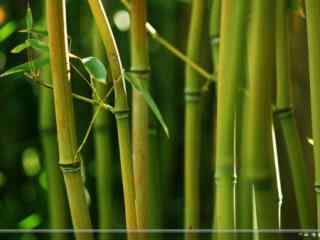 苍劲翠绿的竹子win7桌面主题