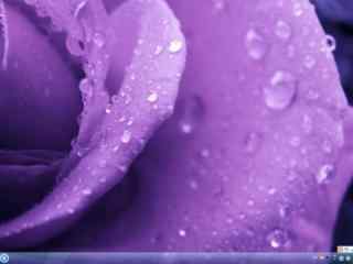 布满露珠的紫色玫瑰win7电脑主题