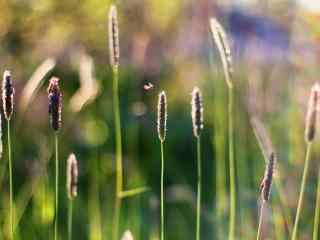 朦胧阳光下的小草