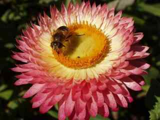 蜜蜂采花蜜高清wi