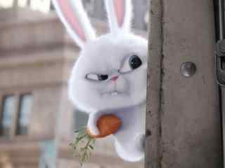 愤怒的抱着萝卜的小白兔win8桌面壁纸