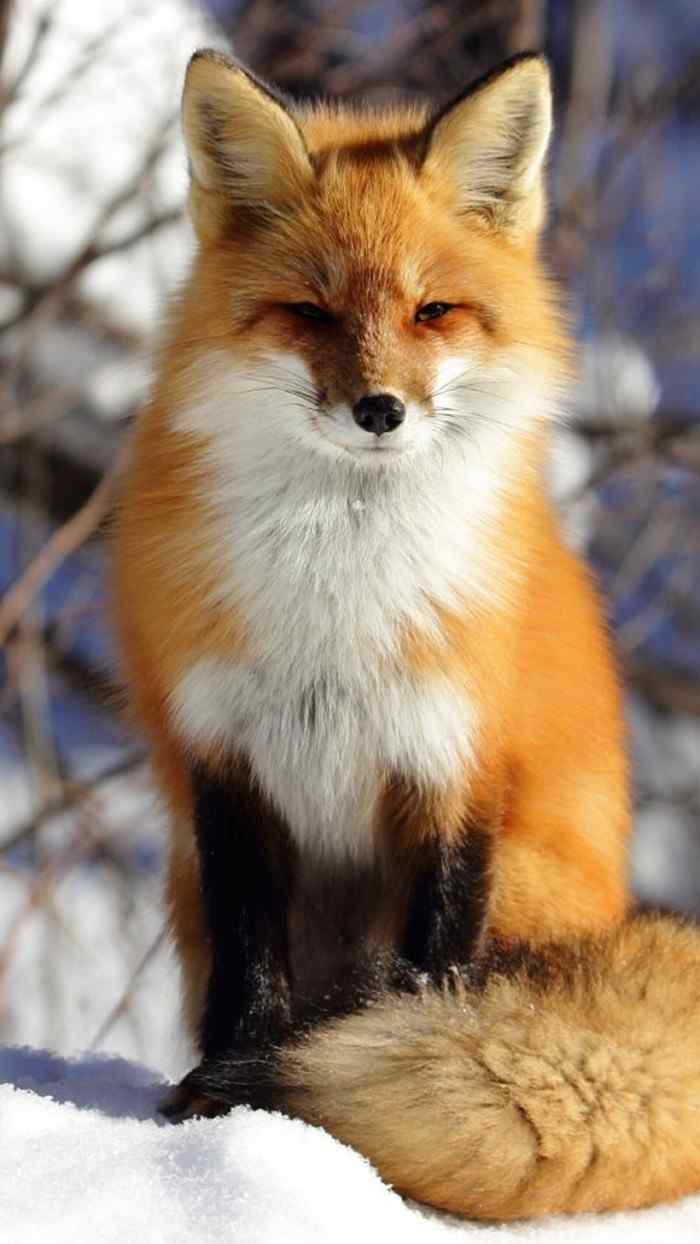可爱狐狸真实图片