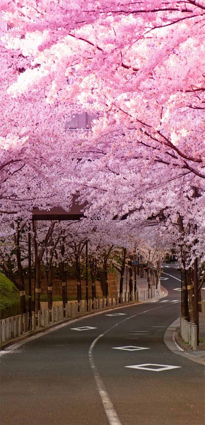 樱花树真实图片唯美图片