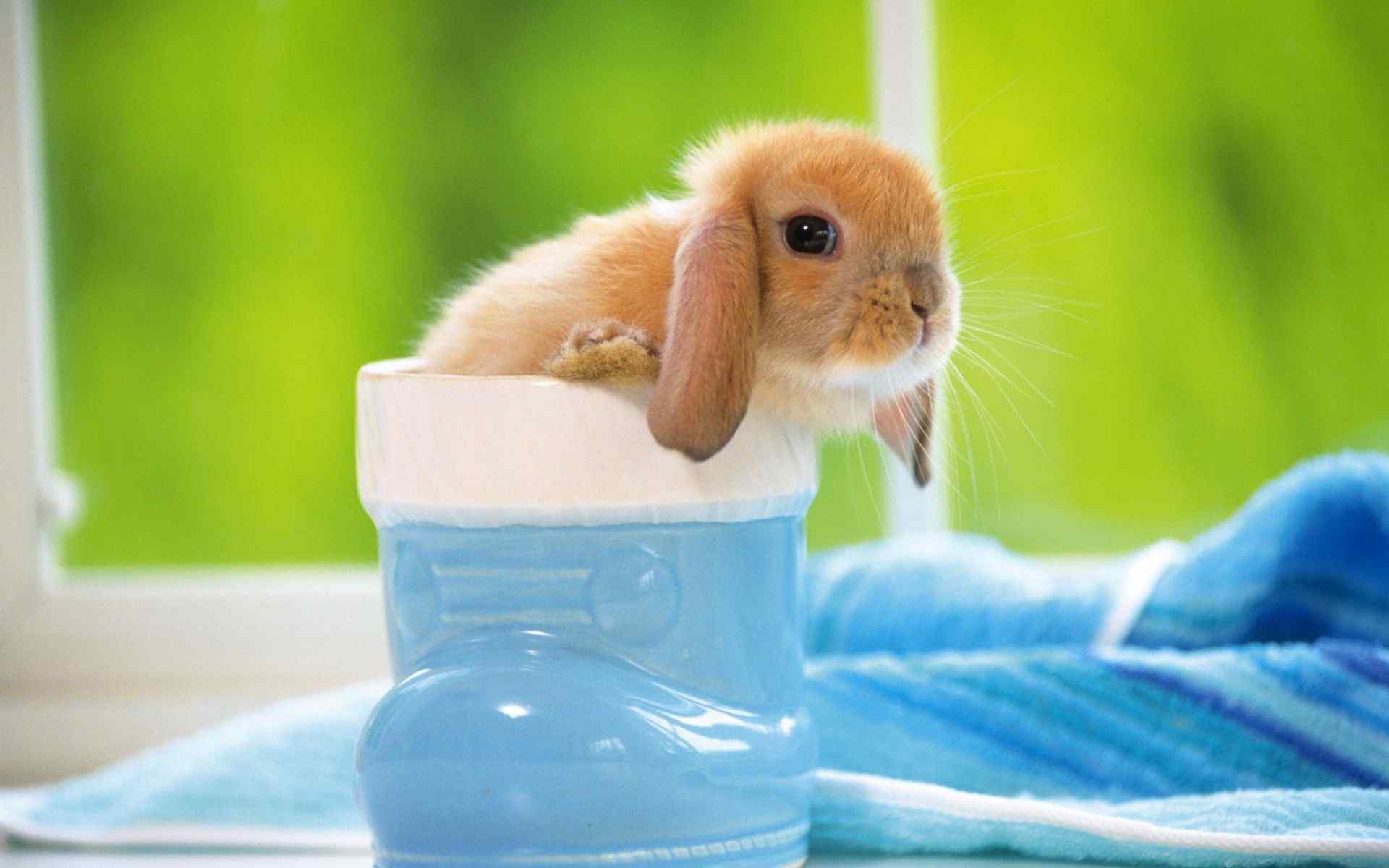 小兔子照片大全可爱图片